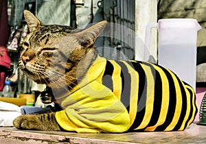 Kitten wearing a black and yellow Pullover