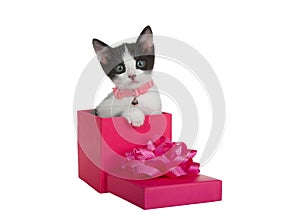 Kitten wearing collar peeking out of pink present box, isolated
