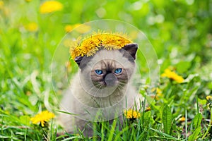 Kitten wearing a crown of dandelions