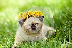 Kitten wearing a crown of dandelions