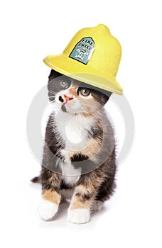 Kitten wearing a firemans helmet studio