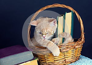 Gatito agotador anteojos en libros 