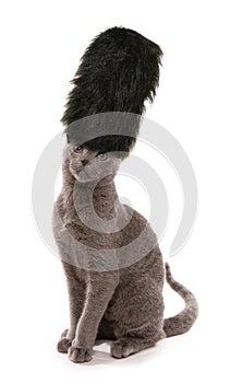 Kitten wearing London guards bearskin hat photo