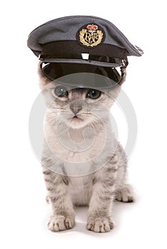 Kitten wearing RAF pilots hat