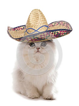 Kitten wearing a sombrero photo