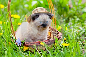 Kitten wearing straw hat