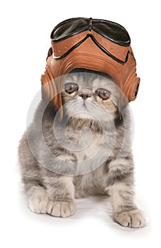 Kitten wearing vintage raf helmet and googles