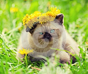 Kitten wearing a wreath of dandelions