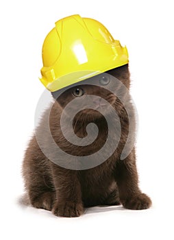 Kitten wearing a yellow builders hard hat