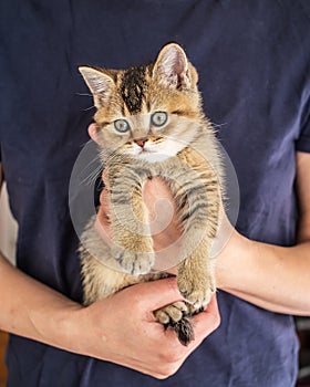 Kitten weary British golden chinchilla ticked musingly sits on at the person hands
