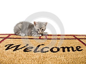 Kitten and welcome mat