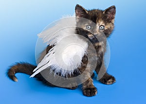 Kitten with white angel's wing