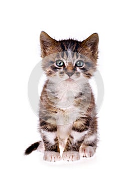 Kitten on white background