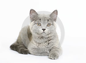 Kitten on white background