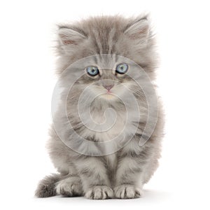 Kitten on a white background