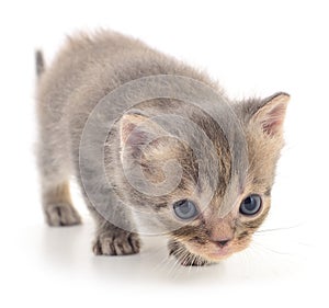 Kitten on white background