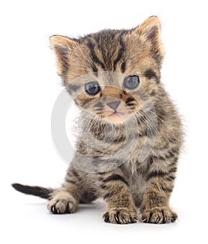 Kitten on white background