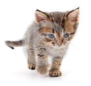 Kitten on white background