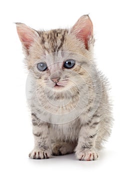 Kitten on white background