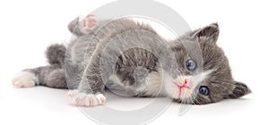 Kitten on white background