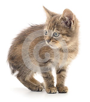 Kitten on white background