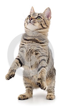 Kitten on white background