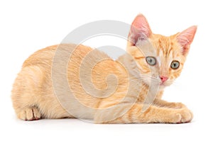 Kitten on white background