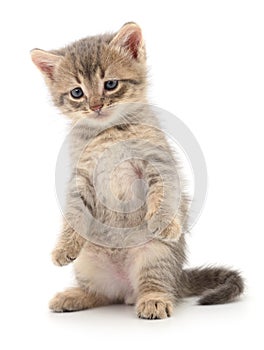 Kitten on white background