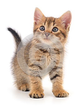 Kitten on white background