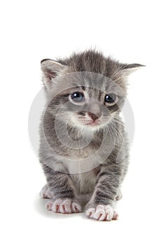 Kitten on White Background