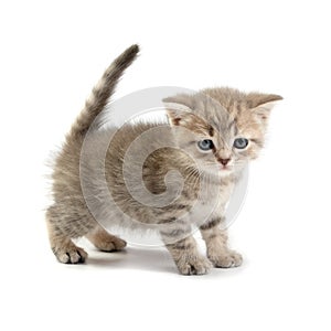 Kitten on a white background