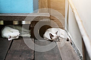 Kitten White cat and siamese cat sleeping on the floor