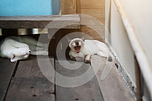 Kitten White cat and siamese cat sleeping on the floor