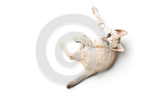 Kitten on whitw background