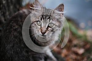 Kitten with wide eyes. Bokeh. Close-up. Selective focus