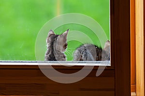 Kitten and window