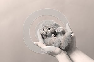 Kitten in woman hand, British Shorthair