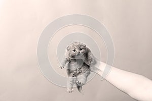 Kitten in woman hand, British Shorthair