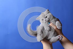 Kitten in woman hand, British Shorthair