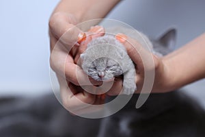 Kitten in woman`s hands