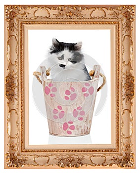 Kitten in wooden bucket in the classic frame