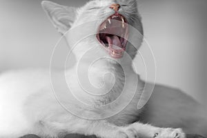 Kitten Yawn Mouth Teeth Duotone