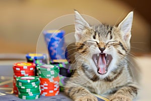 kitten yawning beside an allin bet with colorful chips photo