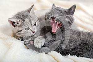 Kitten yawns with open mouth in the morning. Couple fluffy kitten portrait relaxing on white blanket. Adorable cats in love