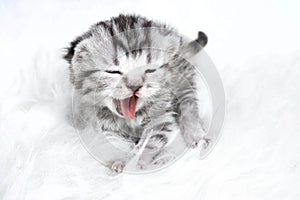 The kitten yawns. Striped kitten baby