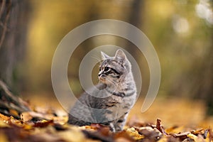 Kitten in yellow autmn leaves