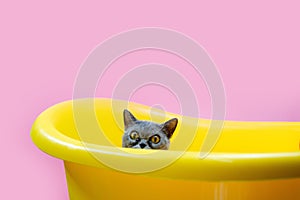 A kitten in yellow bathe on a pink background in Studio photo