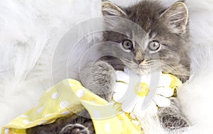 Kitten in yellow dress.