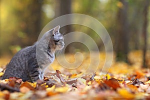 Kitten in yellow leaves autmn