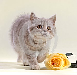 Kitten and yellow rose